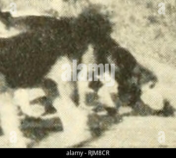 . Der Beagle in Amerika und England. Beagles (Hunde). Hre &Amp; SI. Â * "W-** v?; • • • -> -."; "f-jsfJ&amp; J, NATIONALEN BEAGLE CLUB SPECIALTY SHOWâIQIQ. Bitte beachten Sie, dass diese Bilder sind von der gescannten Seite Bilder, die digital für die Lesbarkeit verbessert haben mögen - Färbung und Aussehen dieser Abbildungen können nicht perfekt dem Original ähneln. extrahiert. Prentice, Henry Wilson, 1872 -. De Kalb, Illinois, Chronik Publishing Co.] Stockfoto