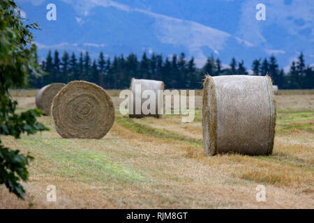 Frisch Ballen Heu sitzen in einem Feld in Canterbury, Neuseeland Stockfoto