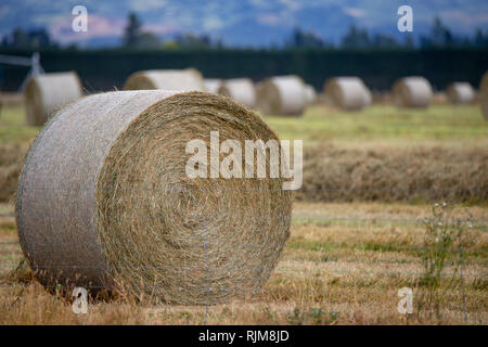 Frisch zubereitete runde Heuballen auf einem Bauernhof Feld in Canterbury, Neuseeland sitzen Stockfoto