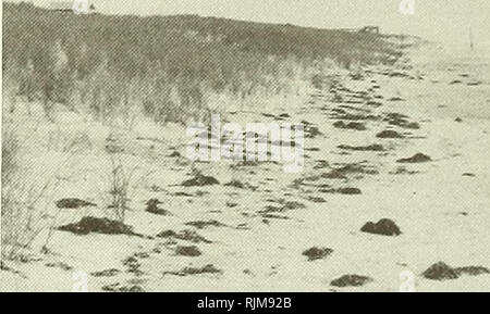 . Strand Änderungen in Westhampton Beach, New York, 1962-73. Küste Änderungen; Leisten (Shore-Schutz); Coastal engineering. - "%F** "  Abbildung 2. Blick nach Osten vom Profil der Linie 1 (siehe Abb. 4), 6. September 1974. Bitte beachten Sie, dass diese Bilder sind von der gescannten Seite Bilder, die digital für die Lesbarkeit verbessert haben mögen - Färbung und Aussehen dieser Abbildungen können nicht perfekt dem Original ähneln. extrahiert. DeWall, Allan E; Coastal Engineering Research Center (U S.). Fort Belvoir, Va: US Armee Korps der Ingenieure, Coastal Engineering Research Center; Springfield, V Stockfoto