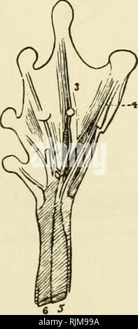 . Die batrachia von Nordamerika. Amphibien. . Bitte beachten Sie, dass diese Bilder sind von der gescannten Seite Bilder, die digital für die Lesbarkeit verbessert haben mögen - Färbung und Aussehen dieser Abbildungen können nicht perfekt dem Original ähneln. extrahiert. Cope, E.D. (Edward Trinker), 1840-1897. Ashton, Maryland: Eric Lundberg Stockfoto