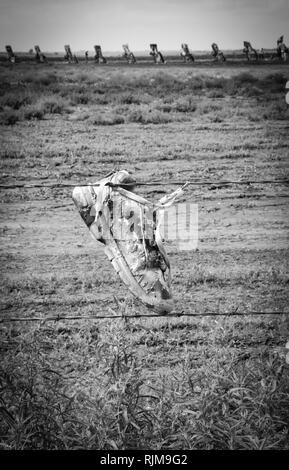 Ein Über-lackiert athletischer Schuh hängt von einem Stacheldrahtzaun vor dem 10 Cadillac Hälfte - auf der Cadillac Ranch, in der Nähe von Amarillo, TX begraben Stockfoto