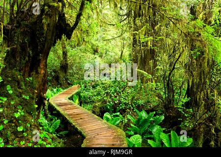 Boardwalk Trail durch die Bemoosten Regenwälder des Pacific Rim National Park, Vancouver Island, BC, Kanada Stockfoto