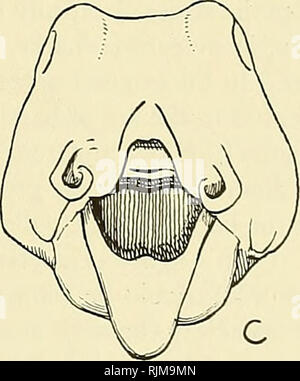 . Die bashford Dean memorial Volume:. Fische, Haie, Fische, Fossil. A B R^C-Text - Bild 64. Zeichnungen, in denen die Öffnung eines frisch geschlüpfte Heterodontus japonicus in drei unterschiedlichen Posen: A, während normaler Atmung; B, mäßig und C, weit öffnen. Von Zeichnungen von bashford Dean links. "Opisthure: Das hintere Ende des kaudalen Achse bestimmter Fische und Embryonen von Fischen, die in ein rudimentäres Organ degeneriert, oder wird in der ständigen Schwanzflosse entwickelt (Jahrhundert Wörterbuch) absorbiert. Bitte beachten Sie, dass diese Bilder aus gescannten Seite Bilder, ma extrahiert werden Stockfoto