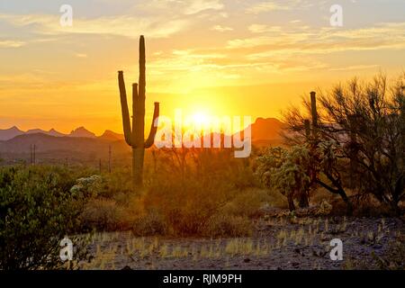 Sonnenuntergang in der Wüste von Arizona mit Saguaro Kakteen und Berge Stockfoto