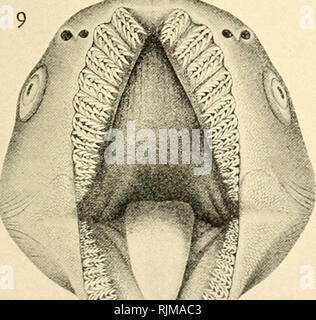 . Die bashford Dean memorial Volume: archaische Fische. Fische, Haie, Fische, Fossil. . Bitte beachten Sie, dass diese Bilder sind von der gescannten Seite Bilder, die digital für die Lesbarkeit verbessert haben mögen - Färbung und Aussehen dieser Abbildungen können nicht perfekt dem Original ähneln. extrahiert. Dean, Bashford, 1867-1928; Gudger, E. W. (Eugene Willis), 1866-1956. New York: Veröffentlicht im Auftrag des Kuratoriums Stockfoto