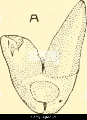 . Die bashford Dean memorial Volume: archaische Fische. Fische, Haie, Fische, Fossil. . Bitte beachten Sie, dass diese Bilder sind von der gescannten Seite Bilder, die digital für die Lesbarkeit verbessert haben mögen - Färbung und Aussehen dieser Abbildungen können nicht perfekt dem Original ähneln. extrahiert. Dean, Bashford, 1867-1928; Gudger, E. W. (Eugene Willis), 1866-1956. New York: Veröffentlicht im Auftrag des Kuratoriums Stockfoto