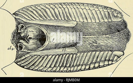 . Die bashford Dean memorial Volume:. Fische, Haie, Fische, Fossil. 434 Bashford Dean Ts/lemorial Band kleine Membrana Öffnungen (US-l) für die Harnwege Nebenhöhlen {USA), von denen nur die eine auf der linken Seite angezeigt. Diese Öffnungen sind in der Nähe der Mittellinie in der Nähe der hinteren Grenze der Kloake. Sie erklärt weiter, dass in der weiblichen die rektale Aperture (R.) nach rechts verschoben ist. Die Öffnung der rechten Eileiter (R. Ov.) ist viel größer als die Linke{L. Ov.) Und erscheint zu drängen. Letztere vorher. Das ist vielleicht erklärt die Verdrängung der rektalen Öffnung für die Ri Stockfoto