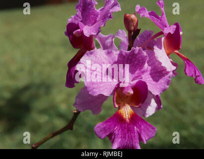 Bauhinia variegata, Hawaii Tropical Botanical Gardens Stockfoto