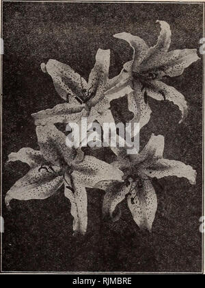 . Barnard's Samen, Blumenzwiebeln, Stauden 1918. Samen Samen Kataloge Kataloge; Gemüse; Blumen Samen Samen Kataloge Kataloge; Obst; Baumschulen (Gartenbau) Kataloge. Lilien alle blumenrabatten sollten ein paar Lilien Durch Sie zerstreut haben. Die Art von-unten fered kann mit ausgezeichneten Ergebnissen während der frühen Frühjahr gepflanzt werden. Es ist in der Hardy-Grenze, die Lilien am besten, da sie den Vorteil der Schatten der umliegenden Anlagen, die für ihr Wohlergehen notwendig ist; andere Sorten sollten im Herbst gepflanzt werden und sind in unserer Herbst Katalog angeboten. Lilien gedeihen am besten Ich Stockfoto