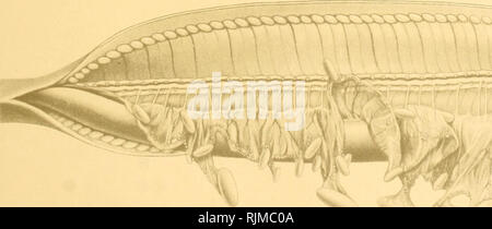 . Die bashford Dean memorial Volume: archaische Fische. Fische, Haie, Fische, Fossil. . Bitte beachten Sie, dass diese Bilder sind von der gescannten Seite Bilder, die digital für die Lesbarkeit verbessert haben mögen - Färbung und Aussehen dieser Abbildungen können nicht perfekt dem Original ähneln. extrahiert. Dean, Bashford, 1867-1928; Gudger, E. W. (Eugene Willis), 1866-1956. New York: Veröffentlicht im Auftrag des Kuratoriums Stockfoto