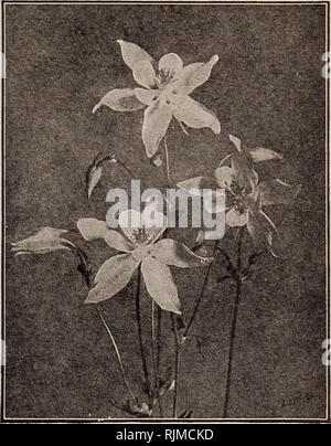 . Barnard's Samen, Blumenzwiebeln, Stauden 1917. Samen Samen Kataloge Kataloge; Gemüse; Blumen Samen Samen Kataloge Kataloge; Obst; Baumschulen (Gartenbau) Kataloge. SNAPDRAGON ANTIRRHINUM - Snapdragon H. H. S. bis 3ft. Dunkle, glänzende Blätter, und neugierig geformt, auffällig gefärbten Blüten mit gefleckten Kehlen. Snap - Drachen Blüte im ersten Jahr, wenn Saatgut früh gesät wird. Die leicht mit Blättern bedeckt, sie überleben den Winter. Beste iri eher leichte Böden gelingen. Groß, Riesen-blühenden Sorten (3 Fuß) • Die folgenden fünf Sorten haben sehr große einzelne Blüten auf langen Stacheln getragen. Pkt. 2078 Die Braut Stockfoto