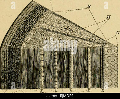 . Barry's Obstgarten. Obst - Kultur. Die Stammzellen, 25 Filialen (aus dem Kragen, wie die Stachelbeere, Johannisbeere, etc., sind aufgerufen, Sträuchern oder Büschen. Wo der Stamm ist öde verzweigt in einiger Entfernung von der Erde, es ist in der Regel der Stamm genannt. Verschiedene Teile der Stammzellen. - Ein Stamm oder Ast eines Baumes und besteht aus den folgenden Teilen, die Dis-tinctly beobachtbaren Avhen schneiden wir es über. Abbildung 2 repräsentiert einen Teil eines Schaft einen jungen Baum, ein Jahr alt, A. CB i: F1 Abb. 2 - ABSCHNITT DER STAMMZELLEN EINE TRÄNE OID-vergrößert. A, Rinde; B, Holz, C, Epidcimib, Z) Coiky Layei, E, Stockfoto