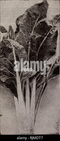 . Barnard's Samen, Blumenzwiebeln, Stauden 1922. Samen Samen Kataloge Kataloge; Gemüse; Blumen Samen Samen Kataloge Kataloge; Obst; Baumschulen (Gartenbau) Kataloge. Barnard's Ausgewählte Edmands Zuckerrüben Erntegutvariante Pkt. 5c; Oz, 10 c Half-Long-Blut M lb, 25c; lb, 65c Die Wurzeln sind Birnenförmig, glatt und hübsch, Fleisch ein dunkles Rot, knackig, zarten und süßen. Pkt., 10c; Oz, 15 c, 25 c, lb, 75c Verbesserter dunkles Blut. zart und süß. Pkt., 5c; Fleisch dunkelrot, mit helleren Farbton verzont. oz., 10 c, 14 kg, 25 c, lb, 65 C. Mangold, Mangold Lucullus - WURZELS, oder Rinder - Rüben eine Unze für 100 Fuß o Stockfoto