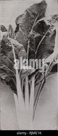 . Barnard's Samen, Blumenzwiebeln, Stauden 1923. Samen Samen Kataloge Kataloge; Gemüse; Blumen Samen Samen Kataloge Kataloge; Obst; Baumschulen (Gartenbau) Kataloge. Barnard's Ausgewählte Edmands Zuckerrüben Verbessert langen dunklen Blut. zart und süß. Pkt., 5c; Oz, Fleisch dunkelrot, mit helleren Farbton in Zonen aufgeteilt. 10 c; 14 lb., 25 c; lb, 65 C. Mangold - WURZELS, oder Rinder - Rüben eine Unze für 100 Fuß bohren; 5 lbs für ein Morgen. Mammut langes Bett. Auf guten Boden wächst manchmal 24 Zoll lang. Dunkle Blätter; Haut hell dunkel Rot; Fleisch weiß mit Geädert Ringe von rose - rosa. Eine ausgezeichnete Keeper; nahrhaft und Milch Stockfoto