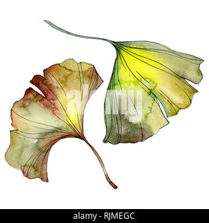 Ginkgo biloba grün Blatt Pflanze botanische Garten Blumen Laub. Aquarell Hintergrund Abbildung. Aquarell Zeichnung mode Aquarelle. Isolieren Stockfoto