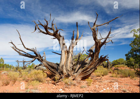 Tot Wacholder in der ariden Umgebung von Dead Horse Point State Park, Utah, USA. Stockfoto