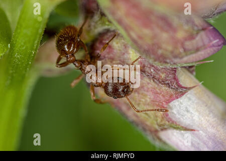 Makro Stockfoto