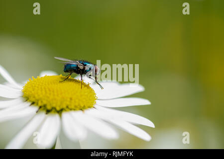 Grün schillernde Fliege auf einen daisy-Sitzung Stockfoto