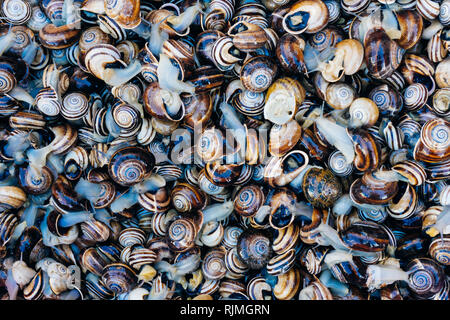 Traube Schnecken essen Hintergrund auf dem Markt Medina in Marrakesch (Marokko) Stockfoto