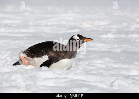 Gentoo Pinguin Pygoscelis papua Erwachsenen auf dem Schnee in der Antarktis liegen Stockfoto