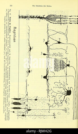 . Lehrbuch der Vergleichenden Mikroskopischen Anatomie der Wirbeltiere [elektronische Ressource]. Wirbeltiere; Auge; Wirbeltiere; Auge. . Bitte beachten Sie, dass diese Bilder sind von der gescannten Seite Bilder, die digital für die Lesbarkeit verbessert haben mögen - Färbung und Aussehen dieser Abbildungen können nicht perfekt dem Original ähneln. extrahiert. Franz, Victor; Oppel, Albert, 1863-1915, Herausgeber, University College, London. Bibliothek Dienstleistungen. Jena: Verlag von Gustav Fischer Stockfoto