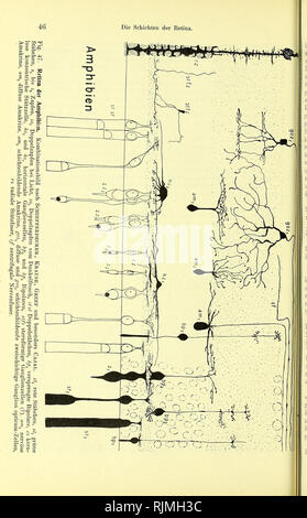 . Lehrbuch der Vergleichenden Mikroskopischen Anatomie der Wirbeltiere [elektronische Ressource]. Wirbeltiere; Auge; Wirbeltiere; Auge. . Bitte beachten Sie, dass diese Bilder sind von der gescannten Seite Bilder, die digital für die Lesbarkeit verbessert haben mögen - Färbung und Aussehen dieser Abbildungen können nicht perfekt dem Original ähneln. extrahiert. Franz, Victor; Oppel, Albert, 1863-1915, Herausgeber, University College, London. Bibliothek Dienstleistungen. Jena: Verlag von Gustav Fischer Stockfoto