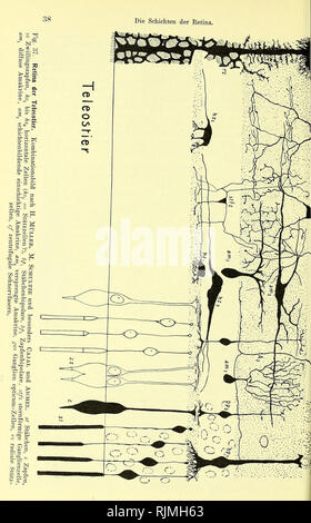. Lehrbuch der Vergleichenden Mikroskopischen Anatomie der Wirbeltiere [elektronische Ressource]. Wirbeltiere; Auge; Wirbeltiere; Auge. . Bitte beachten Sie, dass diese Bilder sind von der gescannten Seite Bilder, die digital für die Lesbarkeit verbessert haben mögen - Färbung und Aussehen dieser Abbildungen können nicht perfekt dem Original ähneln. extrahiert. Franz, Victor; Oppel, Albert, 1863-1915, Herausgeber, University College, London. Bibliothek Dienstleistungen. Jena: Verlag von Gustav Fischer Stockfoto