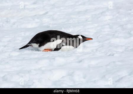 Gentoo Pinguin Pygoscelis papua Erwachsenen auf dem Schnee in der Antarktis liegen Stockfoto