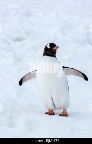 Gentoo Pinguin einzelnen Erwachsenen stehen auf Schnee und Eis in der Nähe der Kolonie, Antarktis Stockfoto