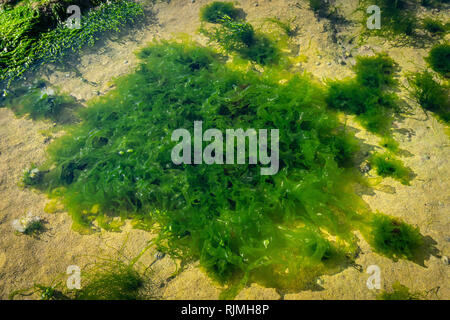 Helle grüne Algen auf einem Stein unter Wasser im Meer (Meer) im Sonnenlicht. Stockfoto