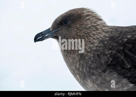 South Polar Skua Eulen maccormicki Close-up von Erwachsenen stehen auf snoa, Antarktis Stockfoto