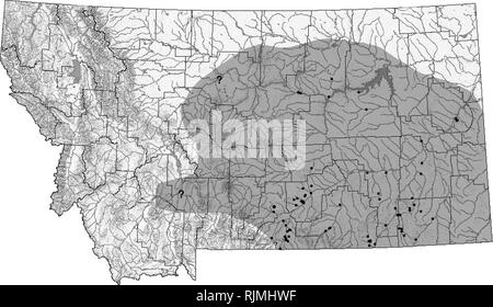 . Montana Amphibien und Reptilien status Assessment, Literatur und Erhaltung Plan. Amphibien und Reptilien; Indikatoren (Biologie); Lebensraum (Ökologie); Artenschutz. Milksnake (Lampropeltis triangulum) Up-to-date Verbreitung und Status Informationen können auf TRACKER website die Montana natürlichen Erbes Programm an mtnhp.org. gefunden werden Verteilung/Taxonomie Milksnakes sind weit verbreitet in der ganzen östlichen und mittleren Vereinigten Staaten westlich der Rocky Mountains verteilt. Eastern Montana markiert die nördliche Grenze für diese Arten in den Westen, und es gibt auch Taschen von milksnakes in Utah, Stockfoto
