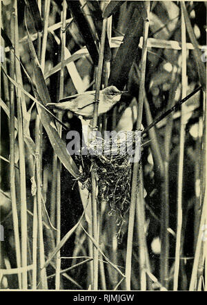 . Der Avicultural Magazin. Vögel; Vogelkäfig. Der AvicuLTURAL Zeitschrift. Teichrohrsänger DURCH'S NEST Foto von J.H, Symonds. Bitte beachten Sie, dass diese Bilder sind von der gescannten Seite Bilder, die digital für die Lesbarkeit verbessert haben mögen - Färbung und Aussehen dieser Abbildungen können nicht perfekt dem Original ähneln. extrahiert. Avicultural Society. [Ascot, Berkshire, etc.: Avicultural Society, etc.] Stockfoto