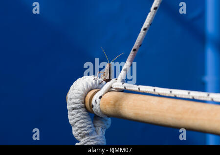 Riesigen Südamerikanischen grasshopper thront auf einem Bit der weißen Seil mit einer blauen Wand im Hintergrund Stockfoto