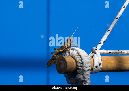 Riesigen Südamerikanischen grasshopper thront auf einem Bit der weißen Seil mit einer blauen Wand im Hintergrund Stockfoto