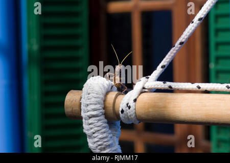 Riesigen Südamerikanischen grasshopper thront auf einem Bit der weißen Seil mit grünen Fensterläden aus Holz und einem natürlichen Holz Fenster im Hintergrund verschwommen Stockfoto