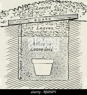 . Beckert von Glühlampen. Baumschulen (Gartenbau) Pennsylvania Pittsburgh Kataloge; Baumschulen Pennsylvania Pittsburgh Kataloge; Gemüse Samen Pennsylvania Pittsburgh Kataloge; Blumen Samen Pennsylvania Pittsburgh Kataloge, Leuchtmittel (Pflanzen) Pennsylvania Pittsburgh Kataloge. Querschnitt der Lampe Topf, hyazinthe Glühbirne in die Erde gepflanzt. Hinweis Stück Keramik über Loch im Boden für die Entwässerung. In irgendwelche oder alle diese Orte, die Bedingungen der dark-ness und Coolness muss erhalten werden. Wenn Sie platziert - Türen in den Gräben, die schließlich sind mit Erde gefüllt, so wie ungefähr 6 Zoll über den Topf abdecken, keine Stockfoto