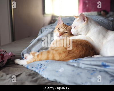 Mika die orange Tabby und Mitzie die Flamme point Siam kuscheln auf dem Bett Stockfoto