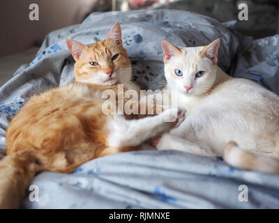 Mika die orange Tabby und Mitzie die Flamme point Siam kuscheln auf dem Bett Stockfoto