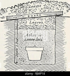 . Beckert von Glühlampen. Baumschulen (Gartenbau) Pennsylvania Pittsburgh Kataloge; Baumschulen Pennsylvania Pittsburgh Kataloge; Gemüse Samen Pennsylvania Pittsburgh Kataloge; Blumen Samen Pennsylvania Pittsburgh Kataloge, Leuchtmittel (Pflanzen) Pennsylvania Pittsburgh Kataloge. Querschnitt der Lampe Topf, hyazinthe Glühbirne in die Erde gepflanzt. Hinweis Stück Keramik über Loch im Boden für die Entwässerung. In irgendwelche oder alle diese Orte, die Bedingungen der dark-ness und Coolness muss erhalten werden. Wenn Sie platziert - Türen in den Gräben, die schließlich sind mit Erde gefüllt, so wie ungefähr 6 Zoll über den Topf abdecken, keine Stockfoto