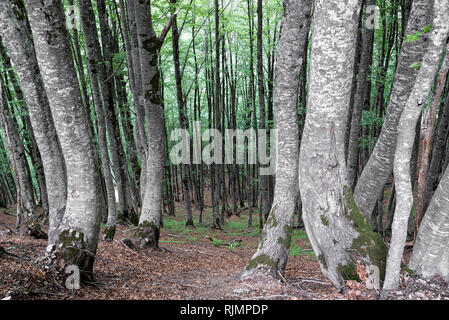 Bäume wachsen auf einem steilen Hang in der Albanischen Alpen in der Nähe von Theth, Albanien Stockfoto