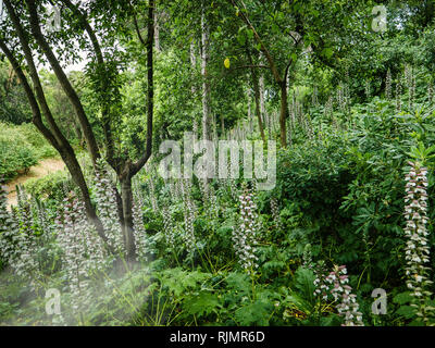Blick auf Groß senkrecht wachsenden Blumen unter grünen Bäumen im Garten im Sommer Stockfoto