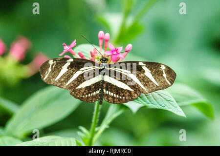 Vereinigtes Königreich Großbritannien England London Kensington Natural History Museum Sensationelle Schmetterlinge Ausstellung tropischer Lebensraum Heliconius ch Stockfoto