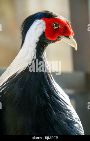 Vereinigtes Königreich Großbritannien England London Kensington Natural History Museum Silberner Fasan Lophura nycthemera Vogel taxidermy Probe Sehenswürdigkeiten Stockfoto