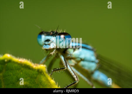 Blau damselfly Portraitfotos von der Seite mit glänzenden Augen mit Reflexion auf sie und klare spiky Haar mit einem schönen grünen Hintergrund Stockfoto