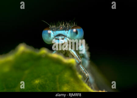 Blau damselfly Portrait Porträt von unten nach oben mit glänzenden Augen mit Reflexion auf sie und klare stacheligen Haare mit glänzenden Kreis in der Mitte des Kopfes Stockfoto