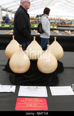 Zwiebeln im Zelt produzieren am Malvern Herbst zeigen, auf der drei Grafschaften Showground, Malvern, Worcestershire, England. Sept 2018 Stockfoto