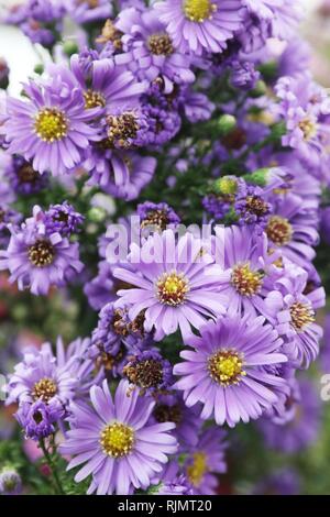 Blumen an der Malvern Herbst zeigen an den drei Grafschaften Showground, 2018. Stockfoto