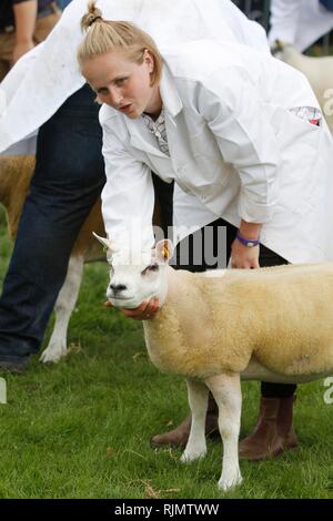 Schafe auf dem Royal drei Grafschaften Zeigen an den drei Grafschaften Showground in Malvern, Worcestershire, 15. Juni 2018. Stockfoto